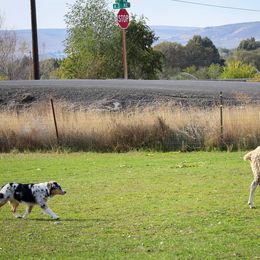 Australian Shepherd All Grown Up from Eventide Australian Shepherds