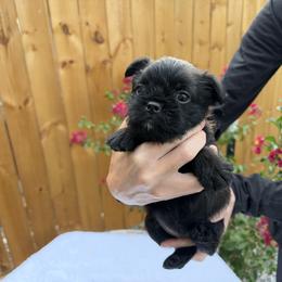 Lady - Black female Brussels Griffon puppy in Durant, Oklahoma from Trademark Brussels Griffon
