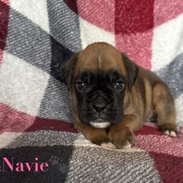 Navie - Fawn female Boxer puppy in Cicero, New York from MK Boxer Haven of CNY