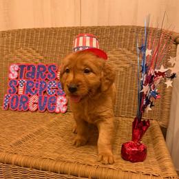 Black collar - Dark golden male Golden Retriever puppy in Monroe, Tennessee from Golden Girls Furever Friends