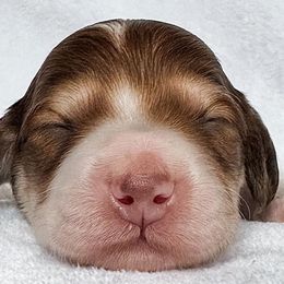 Reef - Piebald male Dachshund puppy in Winamac, Indiana from WZ Kennels