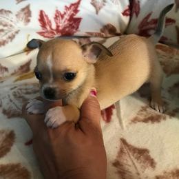Chihuahua Puppies from Chilove Chihuahuas