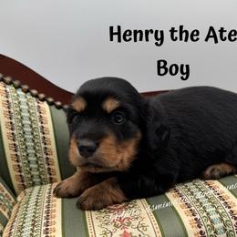 Henry the Ate - Black and tan male Dachshund puppy in Montevallo, Alabama from Mallard's Miniature Dachshunds