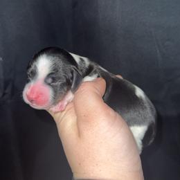 Kacey - Piebald male Dachshund puppy in Liberty, Mississippi from Liberty Oaks Aussies and Dachshunds