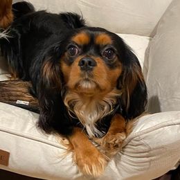 Cavalier King Charles Spaniels from Dynasty