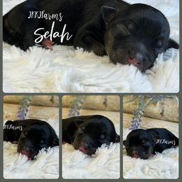 7 - Selah - Black tri female Miniature American Shepherd puppy in Huntington, Texas from JKKJ Farms