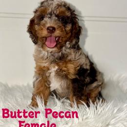 Butter Pecan - Chocolate Tri Merle - Merle female Australian Labradoodle puppy in Beecher, Illinois from Erica’s Doodles