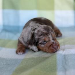 Reese - Dapple male Dachshund puppy in Hawley, Texas from Little e Dachshunds