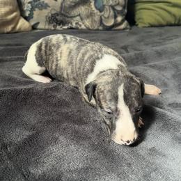 Flora - Fawn brindle female Whippet puppy in Clinton, Tennessee from Ivanhoe Borzoi