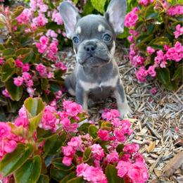 Louis - Blue male French Bulldog puppy in Wichita, Kansas from Let's keep it frenchie!