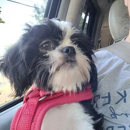 Shih Tzu Puppies from Sugar Paws Heavenly Shih Tzu’s