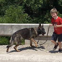 Allie Vom Curtis - German Shepherd