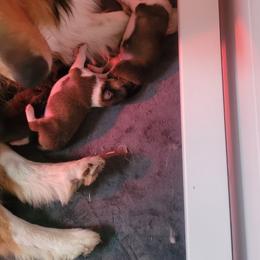 Boy2 - Sable male Collie puppy in Mattoon, Illinois from Gold Leaf Collies