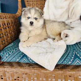 Songs - Silver male Pomsky puppy in Yavapai County, Arizona from Pawsh Pomskies
