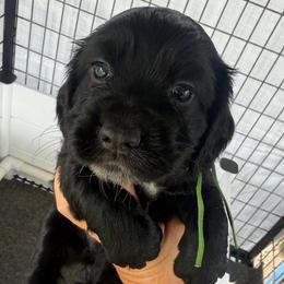Boy 3 - Black male English Cocker Spaniel puppy in Millen, Georgia from Pine Hill Kennels