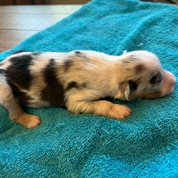 Blue Merle male two - Blue merle male Miniature Australian Shepherd puppy in Denair, California from CenCal Mini Aussies