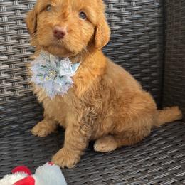 Second Female - Caramel cream female Australian Labradoodle puppy in Morristown, New Jersey from English Manor Labradoodles