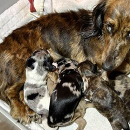 Dachshunds from Boyer’s Dachshunds