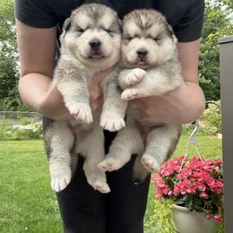 Alaskan Malamute Puppies from Alpenglow Alaskan Malamutes