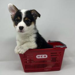 Arctic - Black and tan male Pembroke Welsh Corgi puppy in Waco, Texas from The Comma Corgis