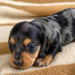 Denali - Dapple male Dachshund puppy in Salem, Oregon from Longdox Mini Dachshunds