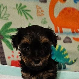 Beau - Blue and gold male Yorkshire Terrier puppy in Dayton, Ohio from Little Yorkie Babies