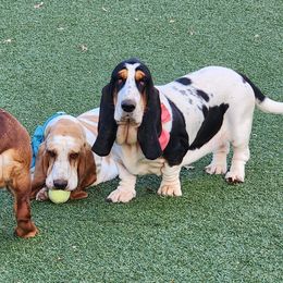 Basset Hounds and Great Danes from Show Me Great Danes