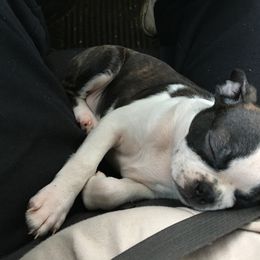 Boston Terrier, Companion Cross, and French Bulldog Puppies from High Plains French Bulldogs,Boston Terriers and Frenchtons.