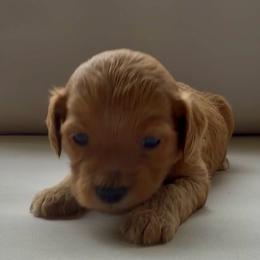 Girl 6 - Red  female Goldendoodle puppy in Meridian, Mississippi from Magnolia Poodles and Doodles