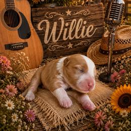 Willy - Red  male Goldendoodle puppy in Ozark, Missouri from Halo Doodles
