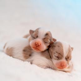 Chihuahua Puppies from Arizona Adventure Chihuahuas