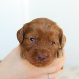 Green - Caramel red male Australian Labradoodle puppy in Williamstown, New York from Lewis Manor Labradoodles