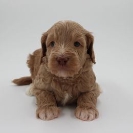 Kuiper - Gold male Australian Cobberdog puppy in Bellingham, Minnesota from Whispering Prairie Australian Cobberdog