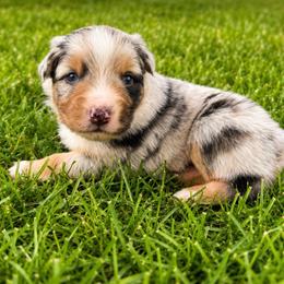 Denali - Blue Merle - Blue merle male Australian Shepherd puppy in Hugo, Colorado from Frying Pan Ranch Australian Shepherds