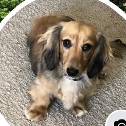 Molly - Dachshund