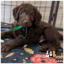 Pick 6 open - F1 Labradoodles - OFA-Genetics-2 Year Warranty. - Chocolate male Labradoodle puppy in Jeddo, Michigan from Apple Creek Doodles