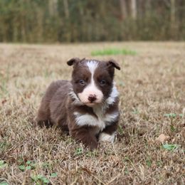 Tucker - White and red male Border Collie puppy in Cedartown, Georgia from Ferguson Border Collies