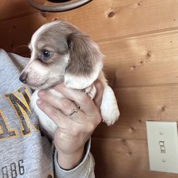 Mick - Piebald male Dachshund puppy in Cheyenne, Wyoming from Great Basin Hounds