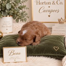 Beau - Red male Cavapoo puppy in Theodore, Alabama from Horton & Co. Cavapoos