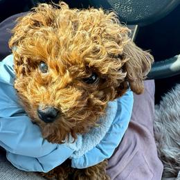 Serena - Red  female Poodle puppy in Utica, Ohio from Poodle Me Crazy