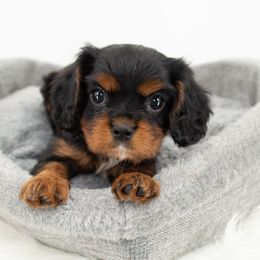 Cavalier King Charles Spaniel Puppies from Heritage Garden Cavaliers