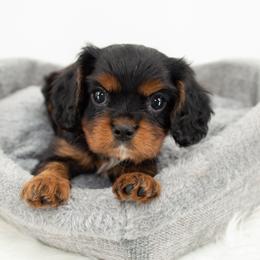 Cavalier King Charles Spaniel Puppies from Heritage Garden Cavaliers