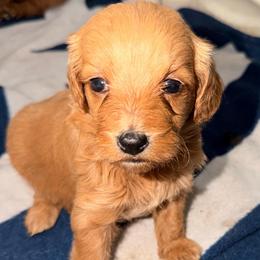 Grace - Cream female Goldendoodle puppy in Centralia, Missouri from Oodles Of Doodles Mo.