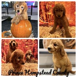 Goldendoodle and Golden Retriever Puppies from Were The Mack'Doodles
