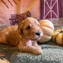 Demi - Apricot female Goldendoodle puppy in Greenville, South Carolina from Law Doodles of SC