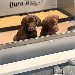 Light Green Male - Chocolate male Labrador Retriever puppy in Gainesville, Georgia from Rucker Retrievers