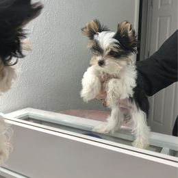 Bebe - Parti male Yorkshire Terrier puppy in Moreno Valley, California from Tinypartiyorkies