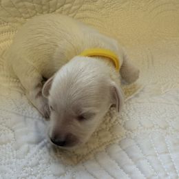 David - Cream male Dachshund puppy in Trenton, Kentucky from Promise Land Puppies