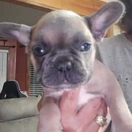 Boy 2 - Blue fawn French Bulldog puppy in Summerville, Georgia from R&J Frenchie