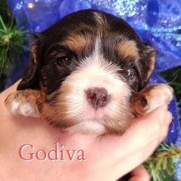 Godiva - Black and tan female Cavalier King Charles Spaniel puppy in Rockville, Maryland from Skais the Limit Cavaliers